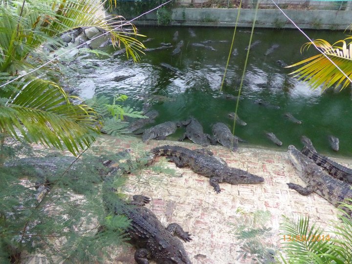 Crocodile Farm Siem Reap