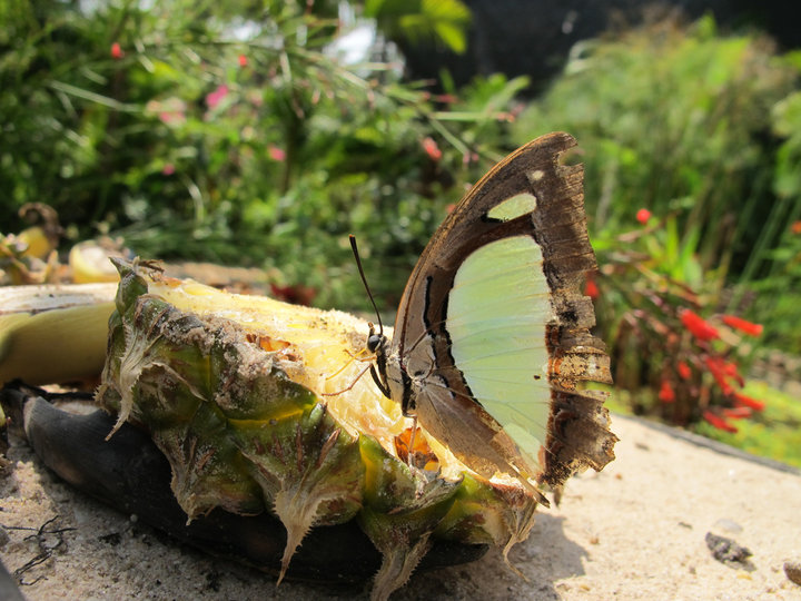 Banteay Srey Butterfly Centre