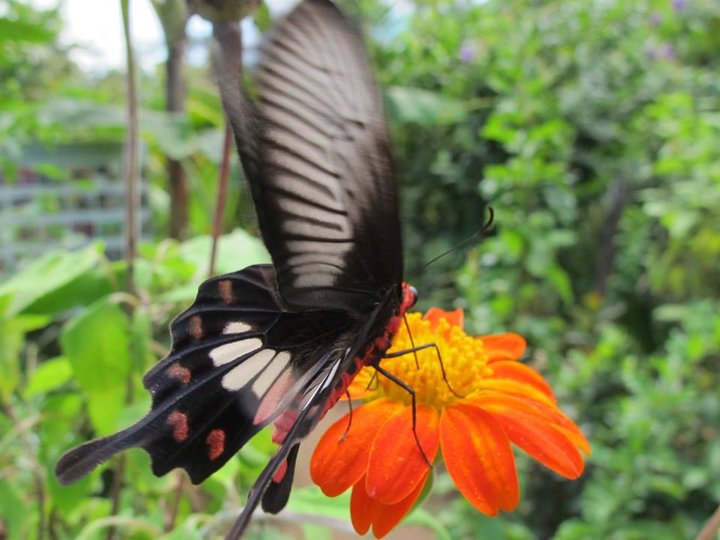 Banteay Srey Butterfly Centre