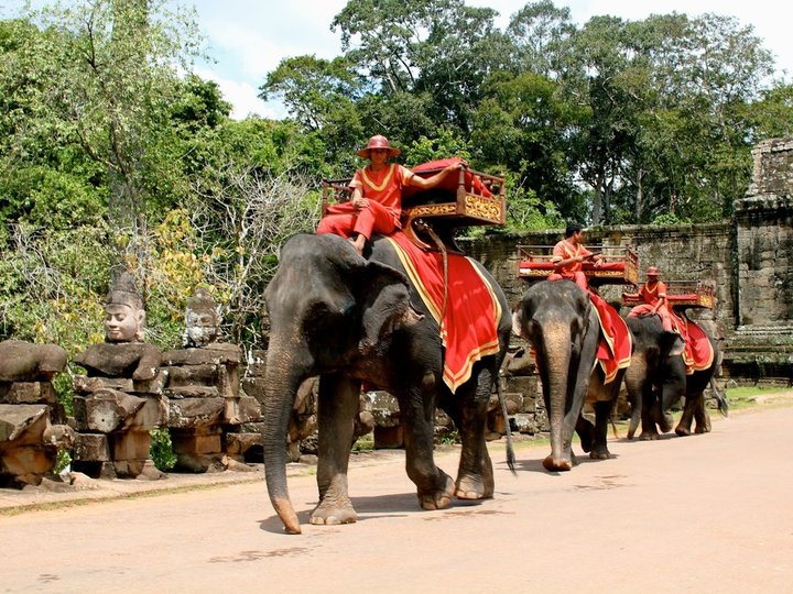 Elephant Rides 