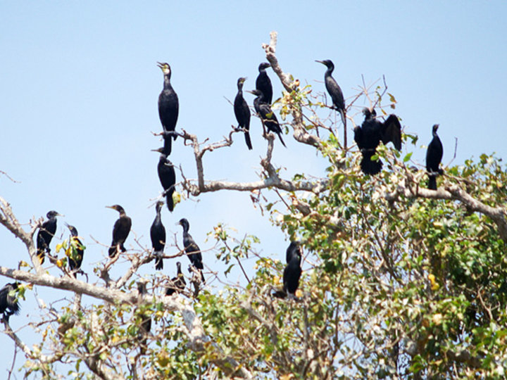 Prek Toal Battambang image Prek Toal Battambang