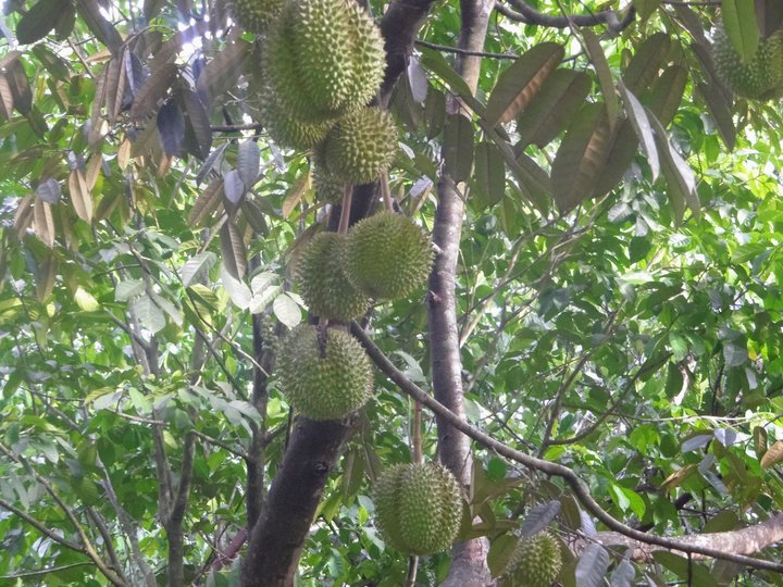 Durian Plantations
