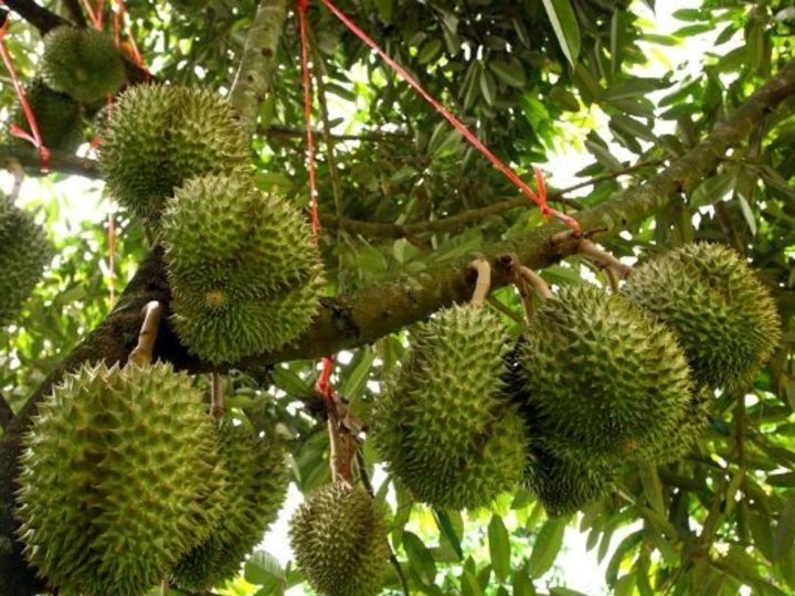 Durian Plantations