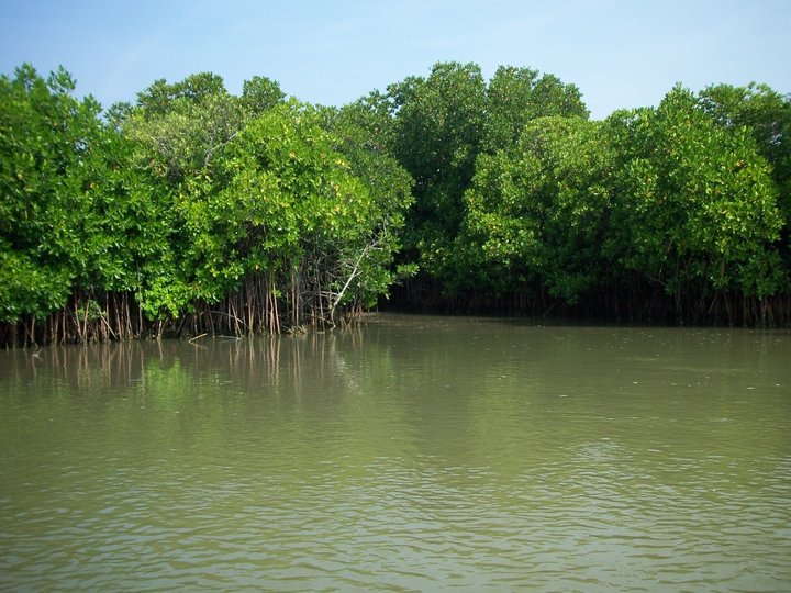 Mangrove Forest 