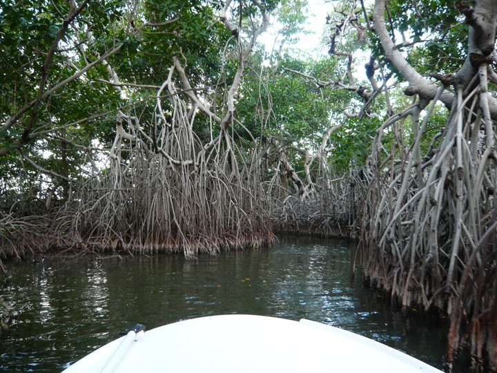 Mangrove Forest 