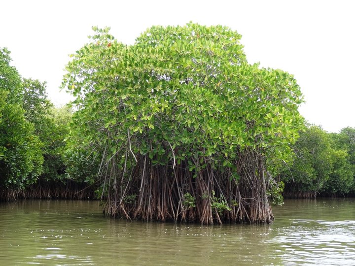 Mangrove Forest 