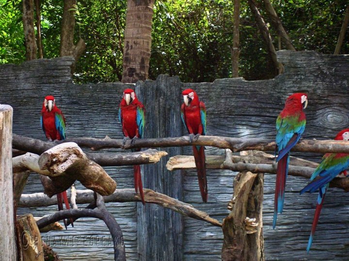 Koh Kong Safari World 