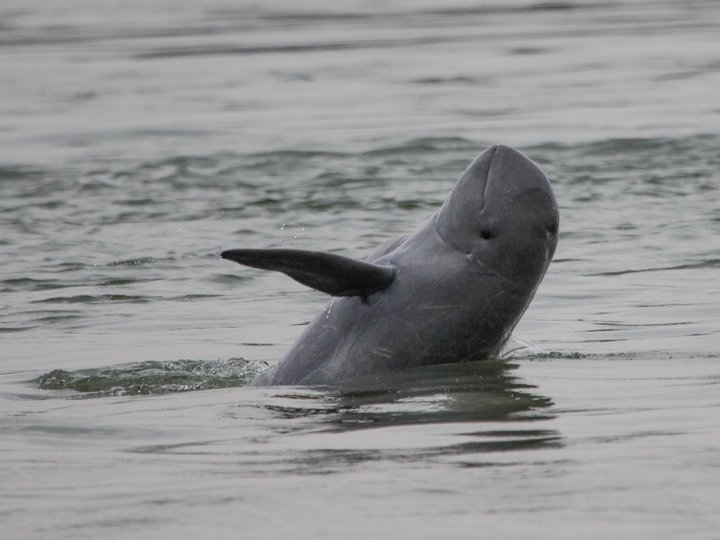 Dolphin Habitat 