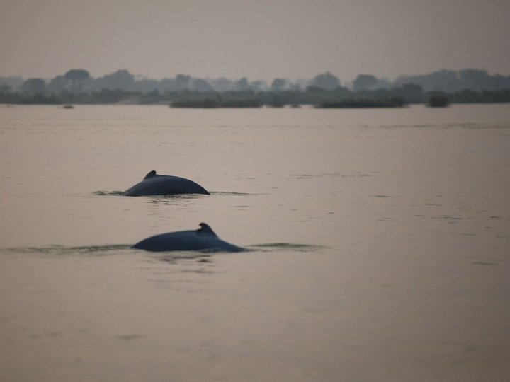 Dolphin Habitat 