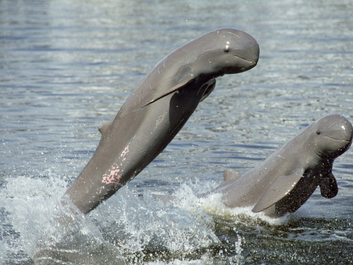 Irrawaddy Dolphins 