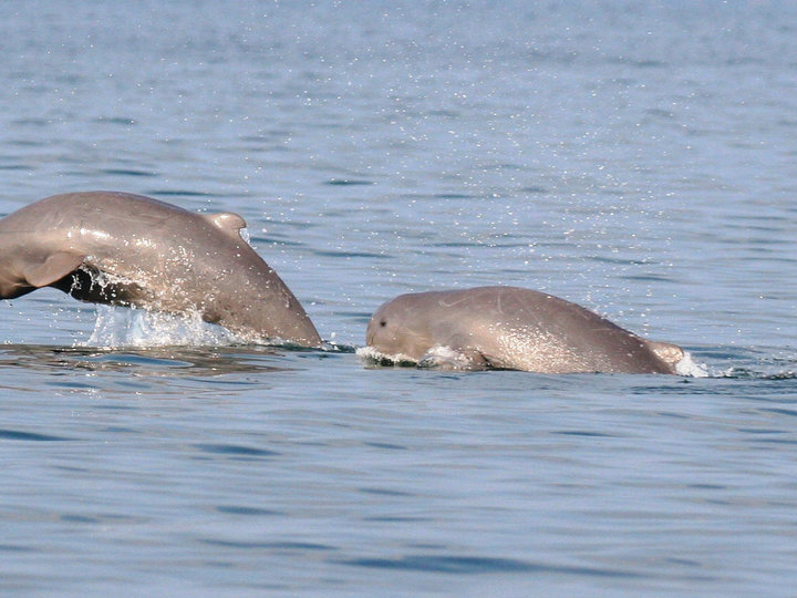 Irrawaddy Dolphins 