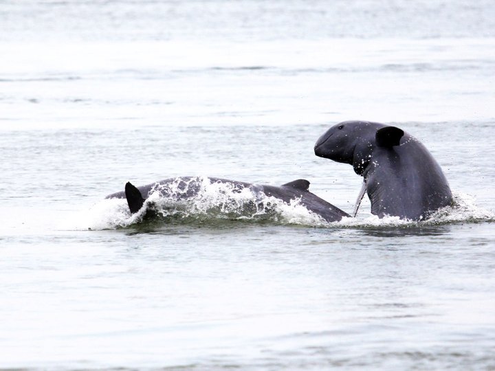 Irrawaddy Dolphins 