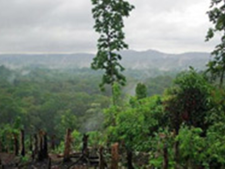 Norng Kabat Forest image Norng Kabat Forest