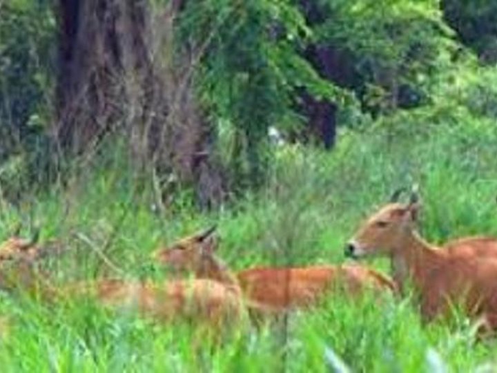 Lumphat Wildlife Sanctuary image Lumphat Wildlife Sanctuary
