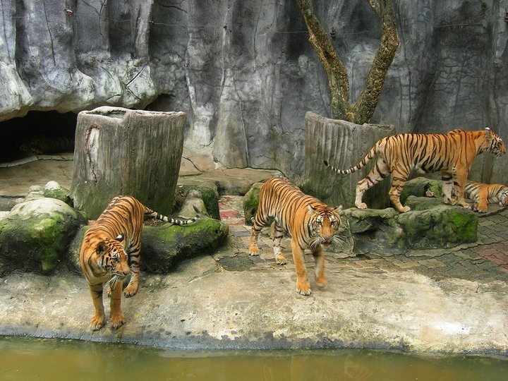 Sriracha Tiger Zoo