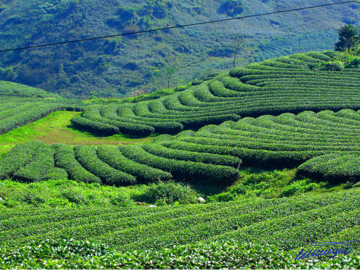 Mai Chau