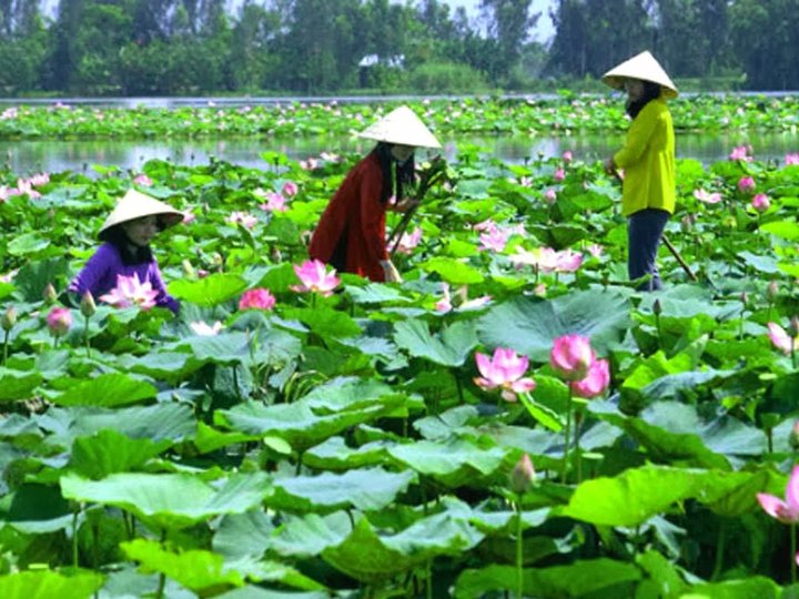 Dong Thap
