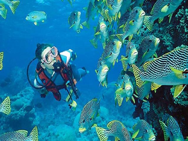 diving_in_thailand_0.jpg