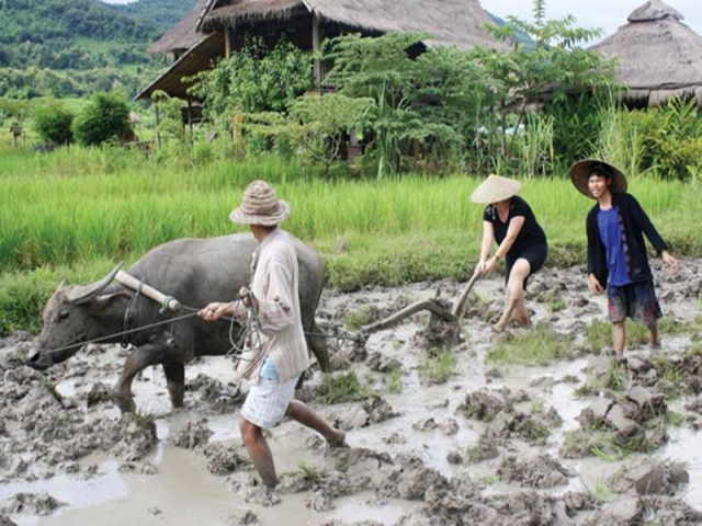 laos_farming_0.jpg