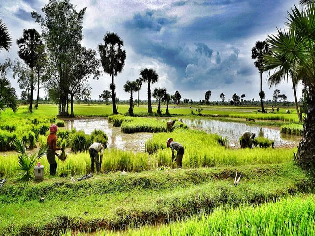 ricefield_in_cambodia_0.jpeg